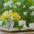Honey Suckle Jasmine- 12oz Candle