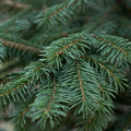 Frasier Fir- Wax Melt
