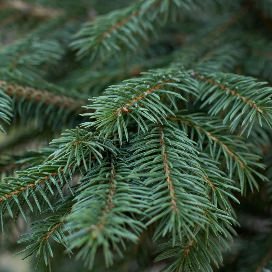 Frasier Fir- 12oz Candle