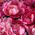 Peony- Wax Melt