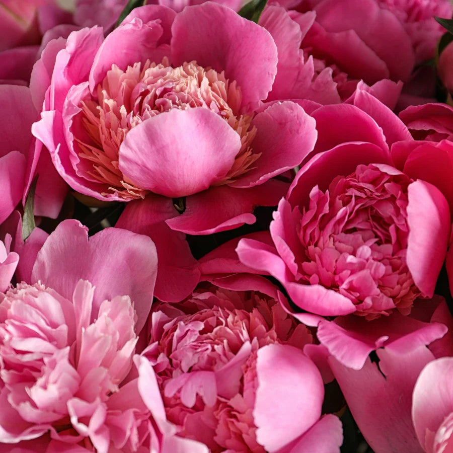 Peony- 12oz Candle