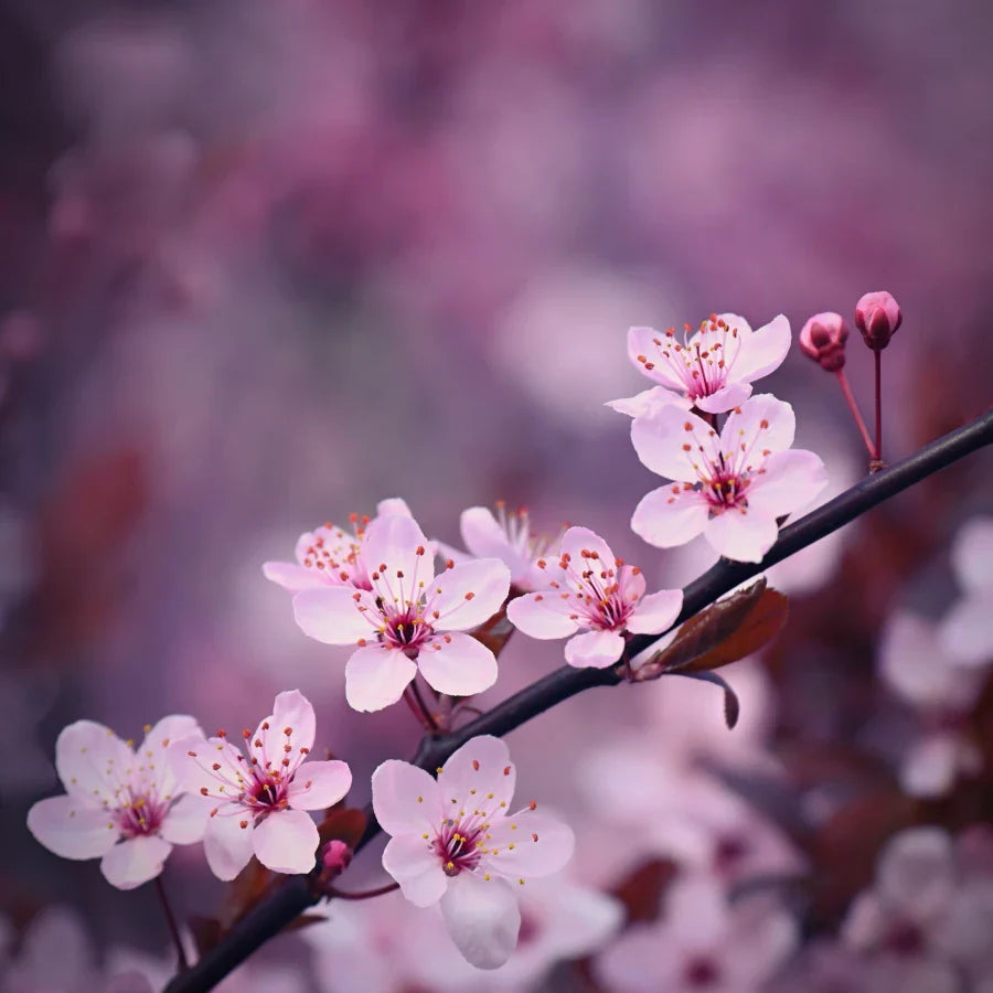 Cherry Blossom- 12oz Candle