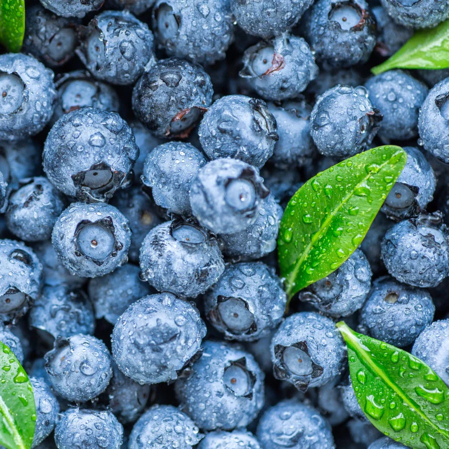Blueberry Bliss- 12oz Candle