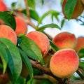 Southern Peach- 12oz Candle