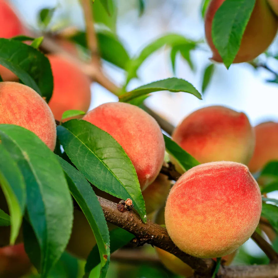 Southern Peach- 12oz Candle